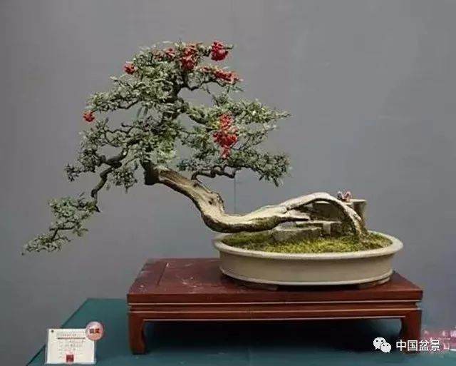 第七届精品盆景邀请展系列报道