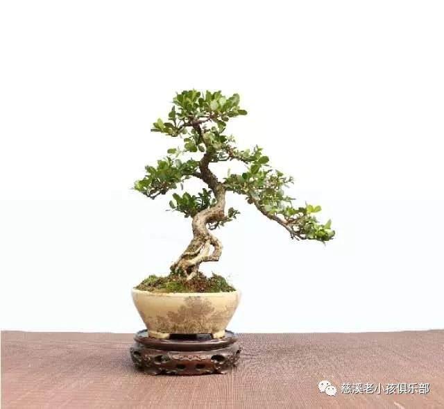 盆景迷&mdash;&mdash; 许光荣老师