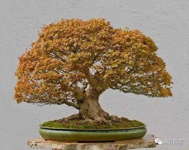 德国大师沃尔特.坡尔的盆景帝国