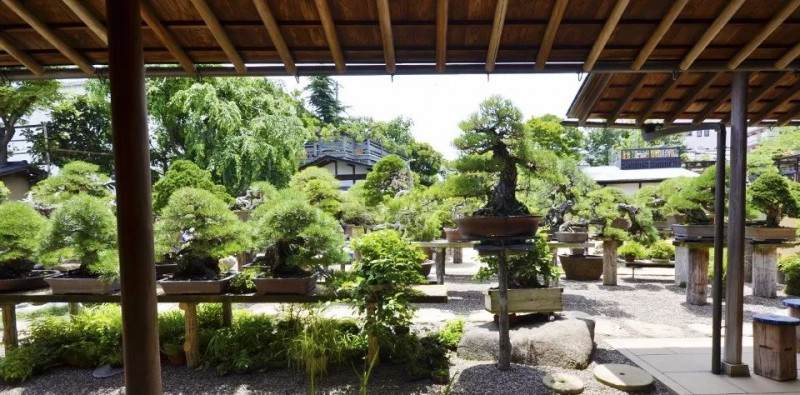 小林国雄:我为盆景的魅力而倾倒