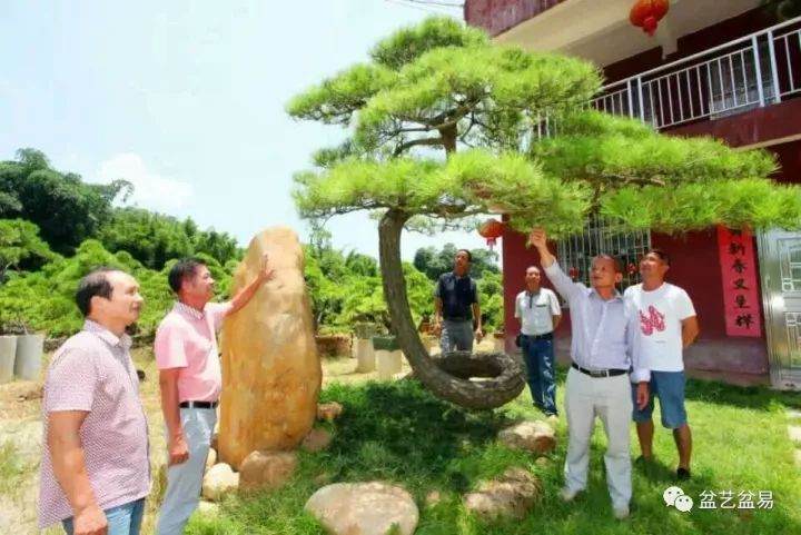 今天与朋友闲谈盆景