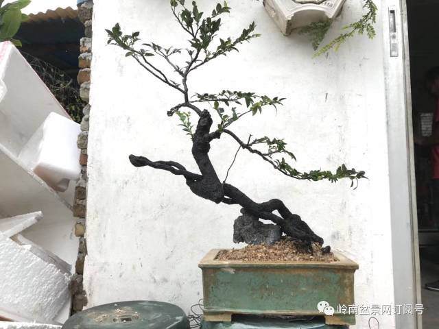 《瀞园》黑骨茶盆景爱好者的乐园