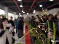 龙里首届兰花盆景交易会交易额突破1000万元