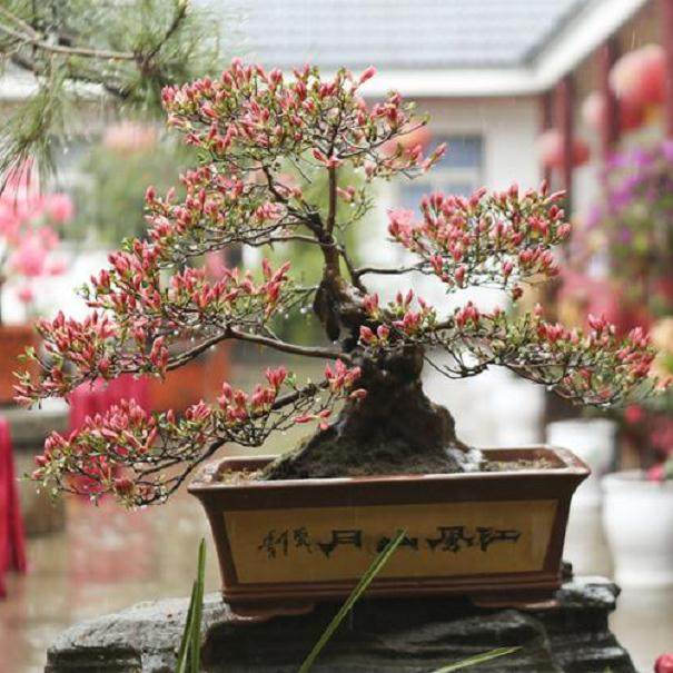 咸宁花木盆景协会举办历史上最大一届盆景展示活动