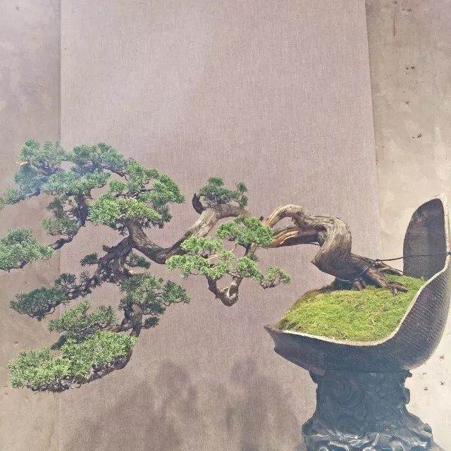 商品盆景 开辟新行业天地