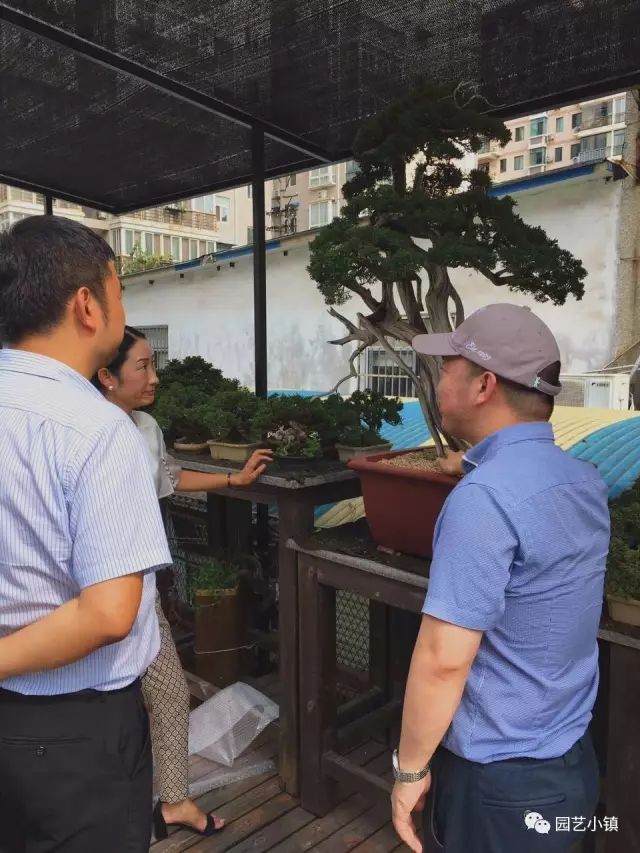 中地集团高层领导参观汉口盆景展厅