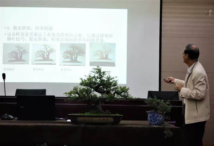 谢荣耀岭南盆景：无声的诗，立体的画