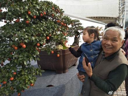 温江第四届盆景节在光华公园举行