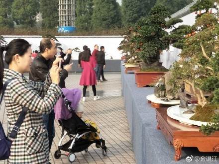 温江第四届盆景节在光华公园举行