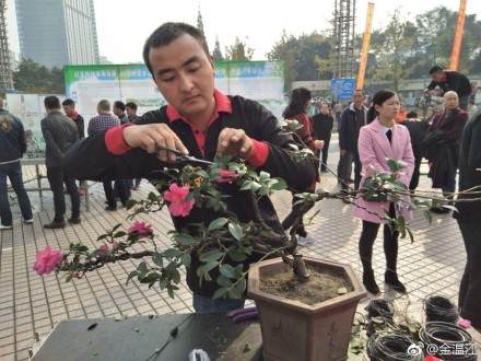 温江第四届盆景节在光华公园举行