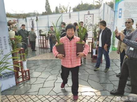 温江第四届盆景节在光华公园举行