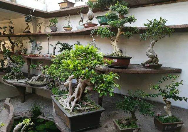 大潮汕&rdquo;成盆景爱好者交流的好地方
