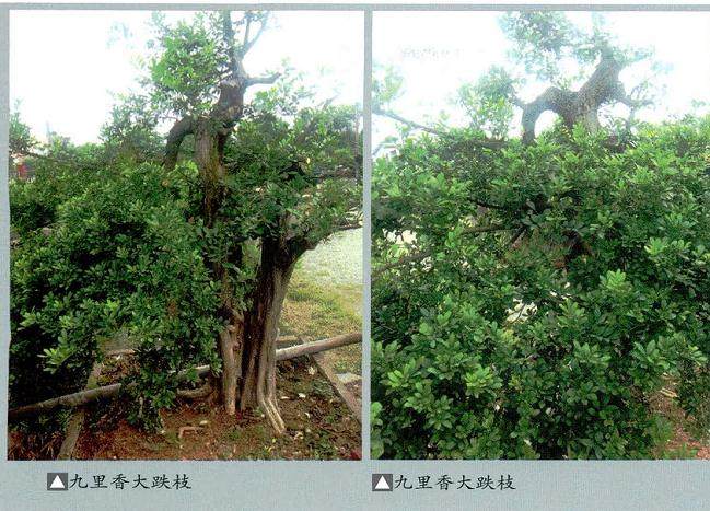 通过3个做法来培植刨作岭南盆景的大跌枝?