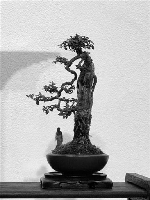 郭庄浙派盆景展门票免费送给您