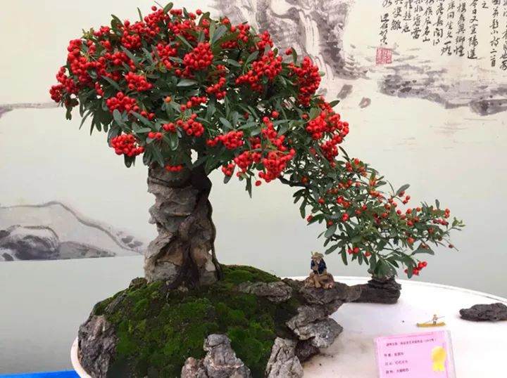 第二届诸暨盆景艺术展今天在街亭镇七里金湾举行！