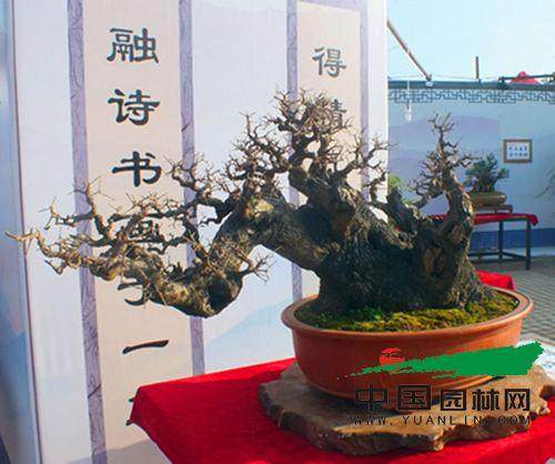 弥勒市举办盆景艺术展庆祝建州60周年