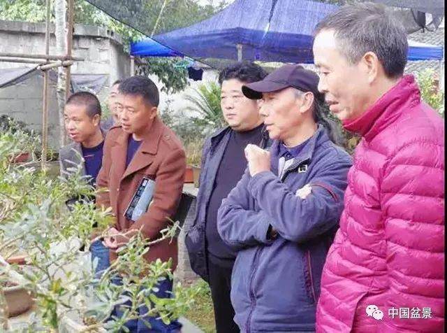 重庆市花卉盆景协会盆景专家下乡传授技艺