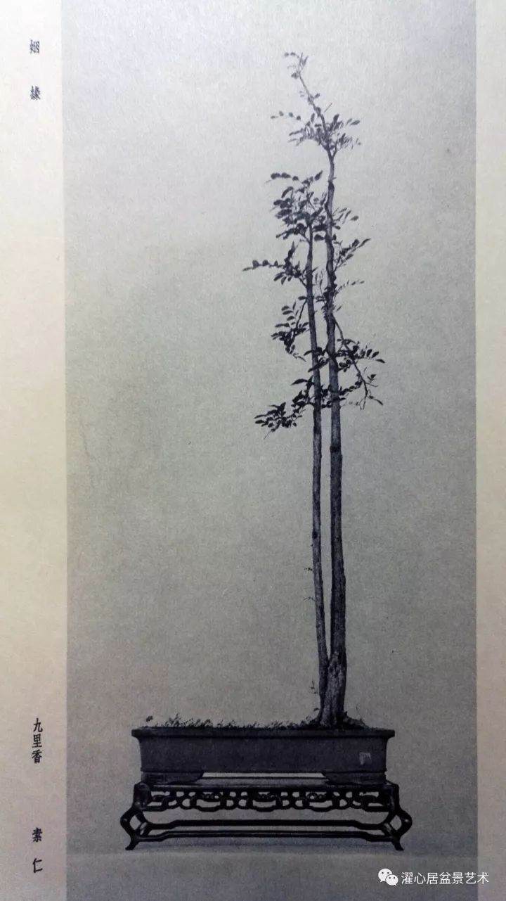 素仁格盆景艺术的产生现状及展望