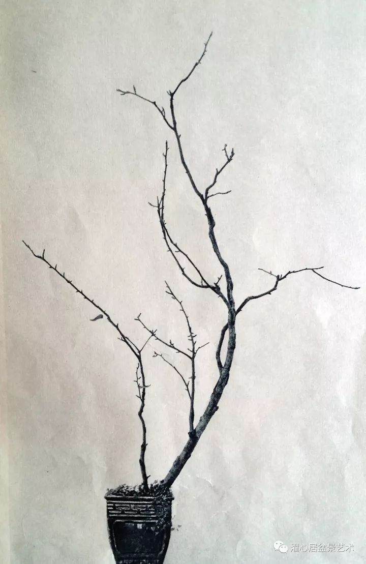 “素仁格”盆景艺术的产生、现状及展望