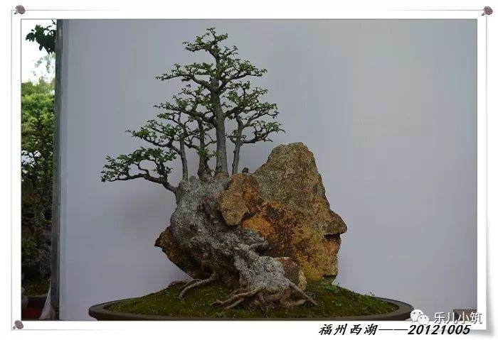 2012年 福州西湖盆景展