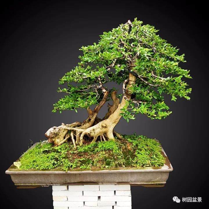 “活古董”黄杨盆景走俏收藏市场 价值连年上涨