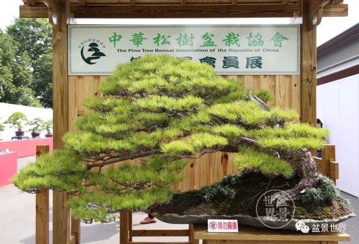 2017台湾年度松树盆景展获奖作品集