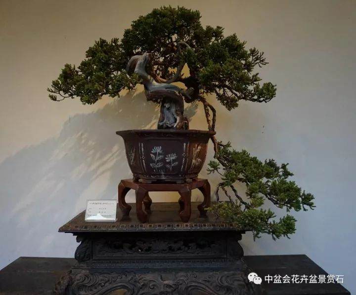 杭州郭庄盆景展赏潘仲连盆景艺术