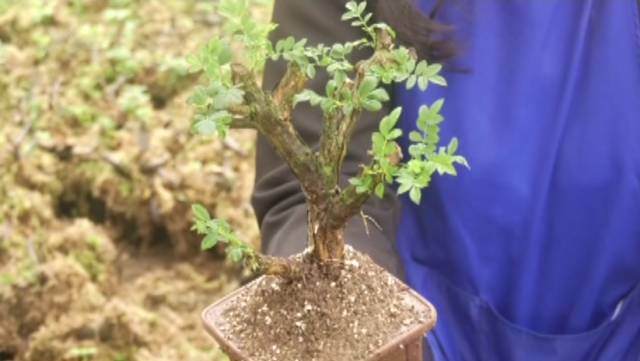 高寨乡久场村成立了贵州立新盆景文化产业园