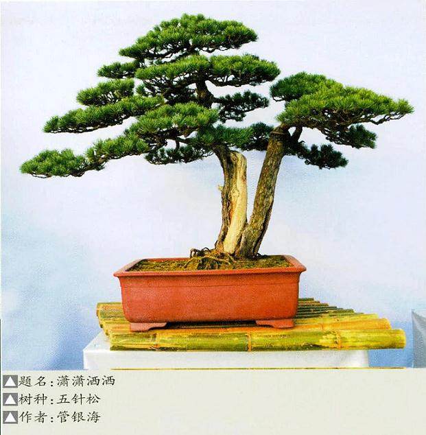 台州盆友谈五针松盆景的嫁接方法