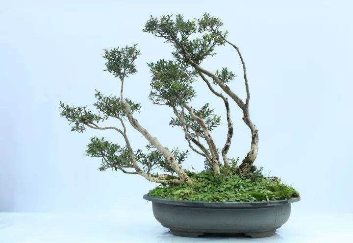 盆景精神在刑警职业中的体现