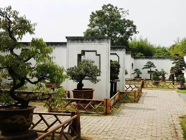 走进当今中国最大最美最具特色的私家盆景花园