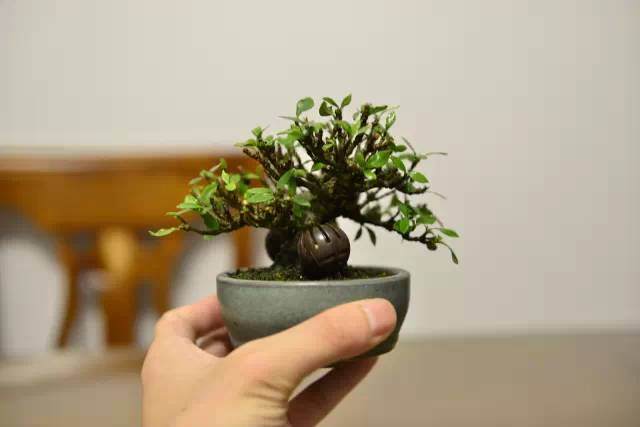 栀子花盆景的控叶修剪