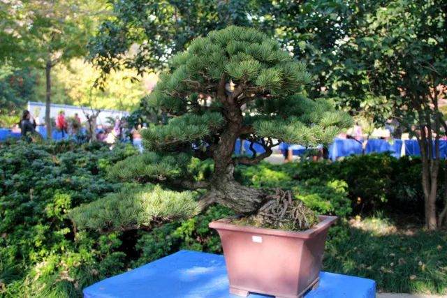 上海海派盆景展在古华公园开幕 260盆景集中展示!