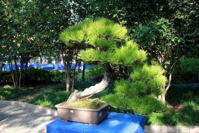 上海海派盆景展在奉贤区古华公园内开幕