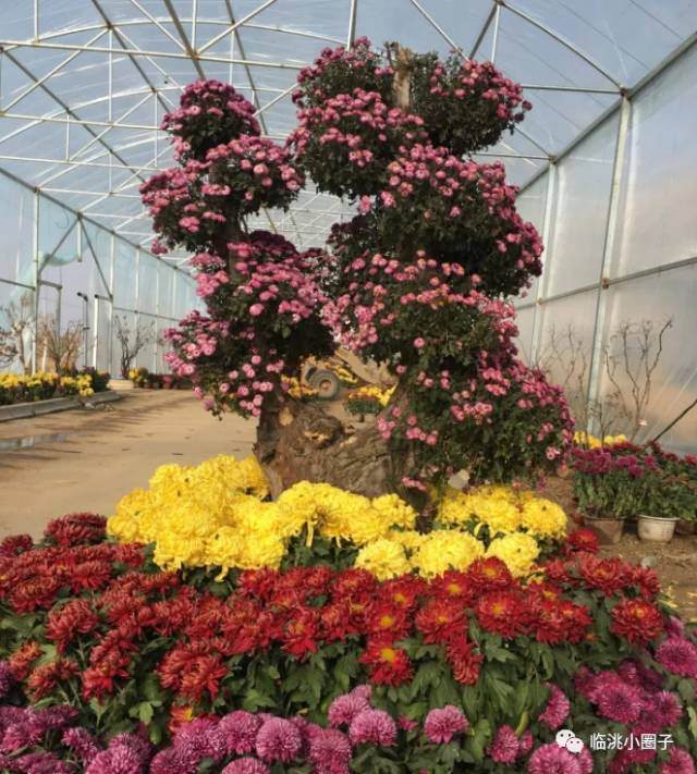 甘肃临洮县隆重举行菊花盆景大型展销会