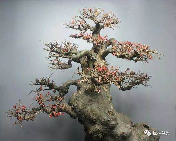为什么你就喜欢有洞洞树来做盆景?