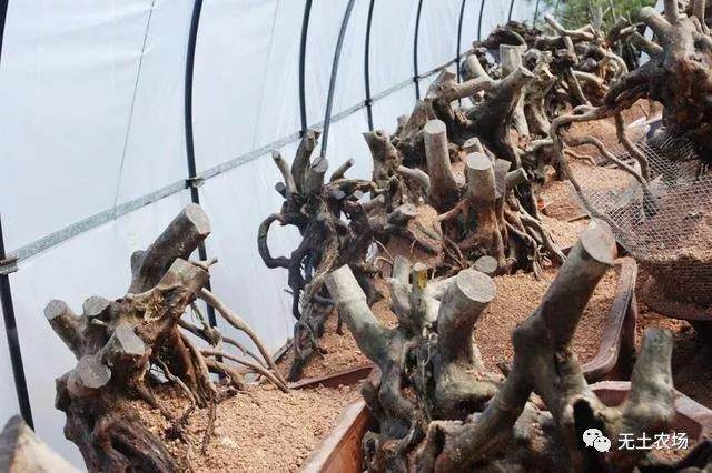 盆景技艺:教你生桩盆景如何越冬