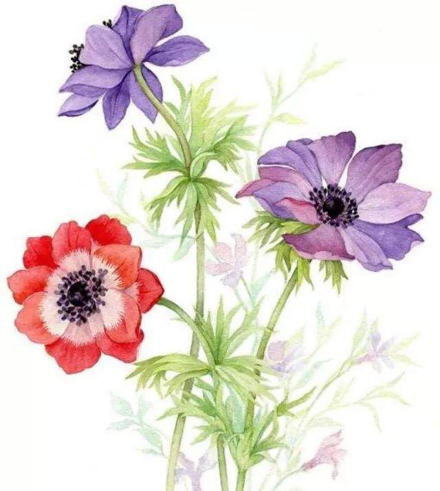 盆景协会第三届花卉识别大赛