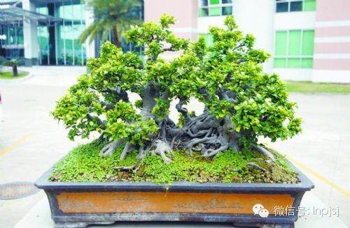 中山盆景玩家的年龄呈现出年轻化的趋势