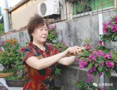 厦门盆景女士第一人的“迷踪派”盆景