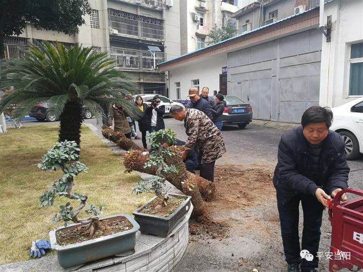 还有专门偷盆景的贼？竟然偷了20余盆