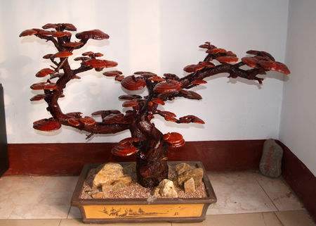 创业成果：灵芝盆景卖上千元外省人慕名而来