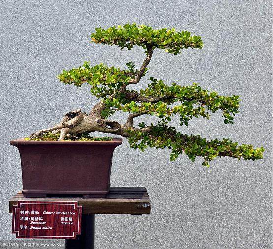 扬派盆景的非遗传人--曹季德