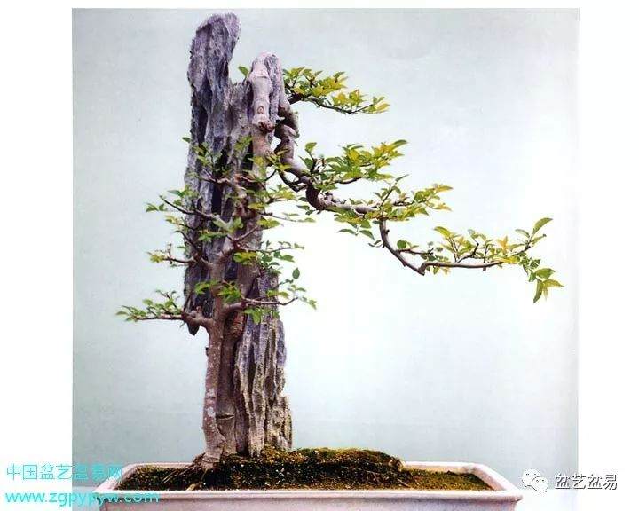 韩学年的相思附石盆景《共峥嵘》创作小记