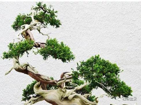 我爷爷用了这方法 盆景枝干快速增粗 立刻变老桩!