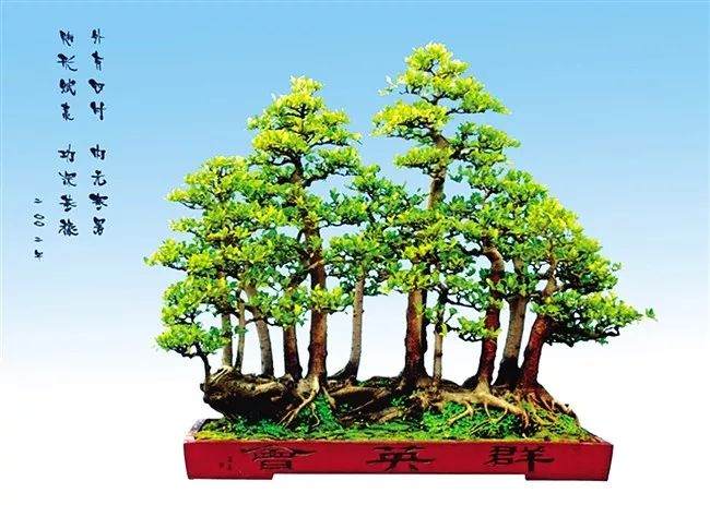 通知 协会盆景专委会定于12月7日举行第四次活动日