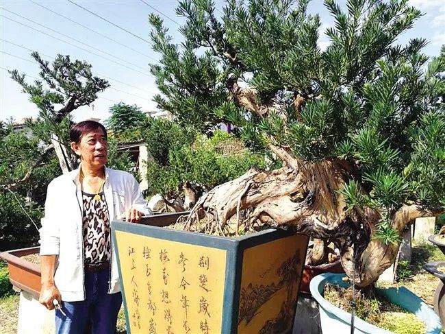 陶大奎斩获“广东岭南盆景艺术大师”称号