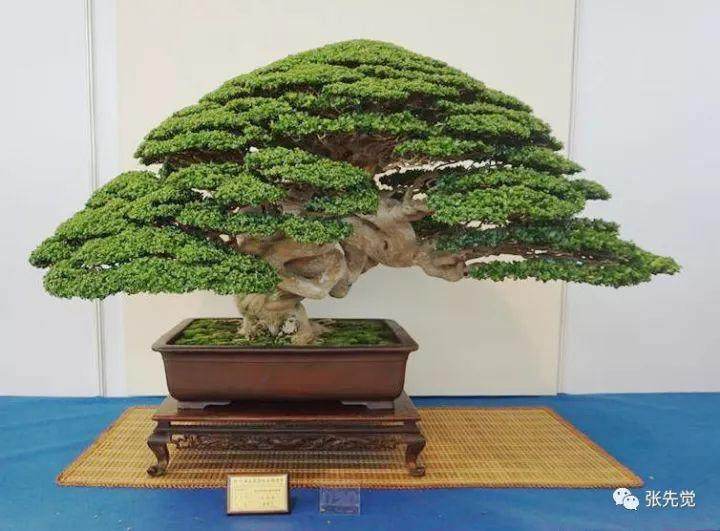 想不通:邵阳一房地产老板为发泄压力跑去偷盆景