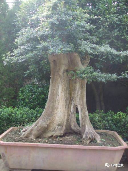 制作盆景的过程也应该将它视作一场修行！