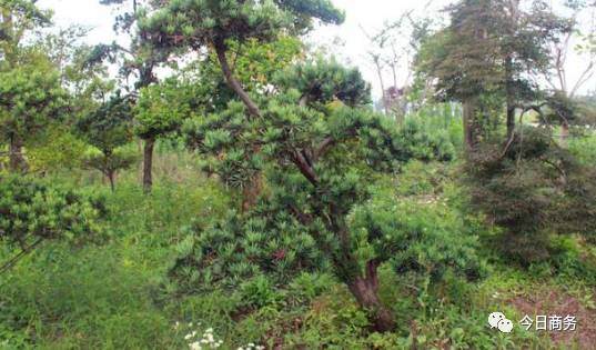 2017如皋花木盆景产业专题推介会召开